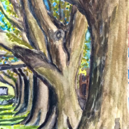Trees at Kenton Park